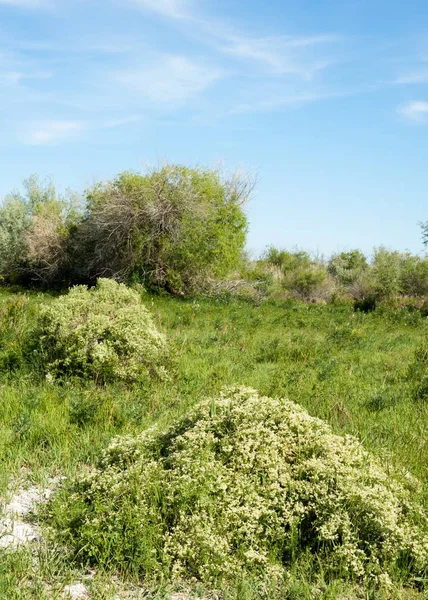 Steppe Prärie Veldt Veld Aue Wunderschöne Natur Der Steppe Kasachstans — Stockfoto