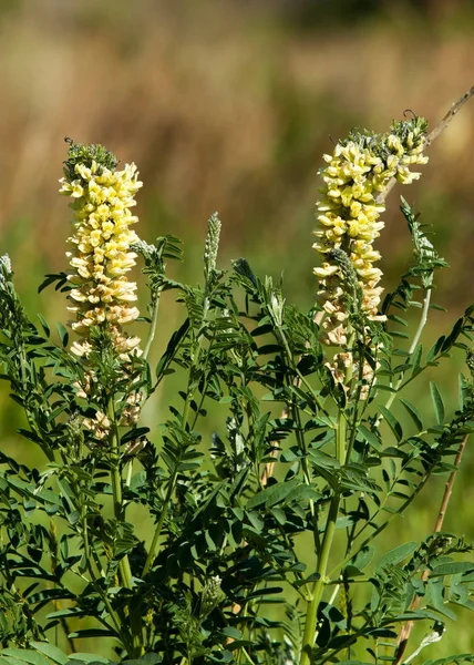 licorice, Liquorice, Glycyrrhiza glabra,  star anise,  fennel,