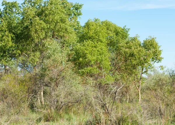 Steppe Prärie Veldt Veld Aue Wunderschöne Natur Der Steppe Kasachstans — Stockfoto