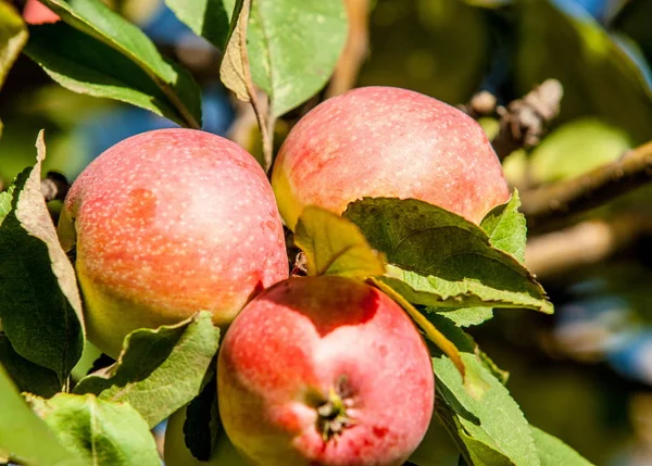 Rákalma Vadalma Malus Rosaceae Családba Tartozó Kis Lombhullató Almafajok Vagy — Stock Fotó