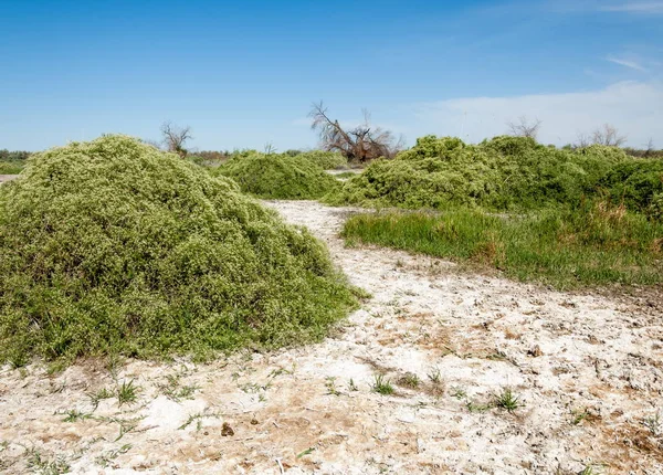 Steppe Saline Soils Saline Salt Salt Steppe Prairie Veldt Veld — Stock Photo, Image