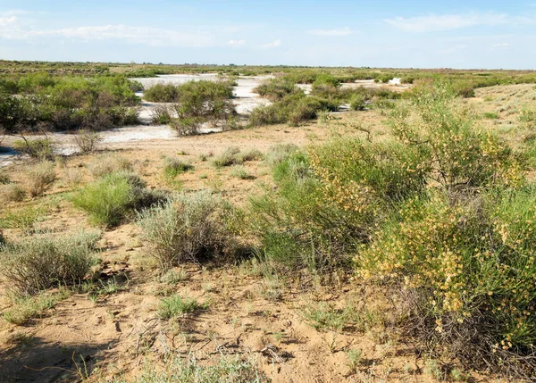 Степ Солоною Грунту Солона Солі Солі Степ Prairie Вельд Veldt — стокове фото