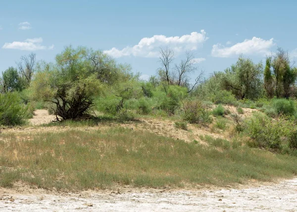 Steppe Sols Salins Sel Salin Dans Sel Steppe Prairie Veldt — Photo