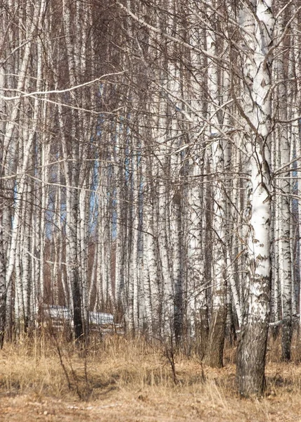Orman erken ilkbaharda huş ağacı. Erken Bahar orman. ilk sıcak gün