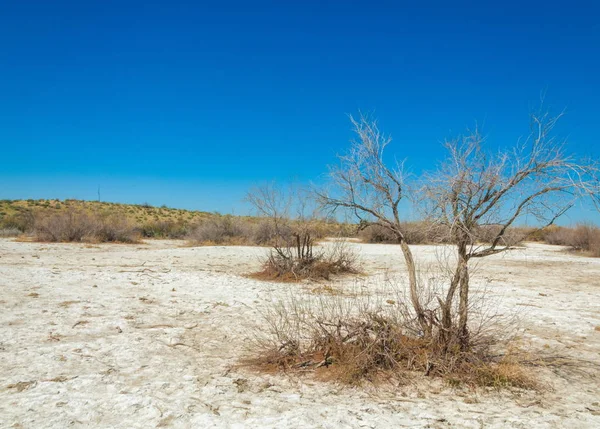 Soli Fizjologicznej Słonych Bagien Etosha Badlands Pojedynczy Krzew Kazachstan — Zdjęcie stockowe