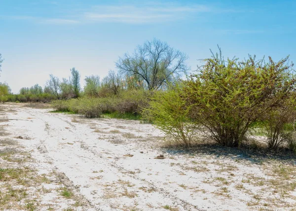 Soli Fizjologicznej Słonych Bagien Etosha Badlands Pojedynczy Krzew Kazachstan — Zdjęcie stockowe