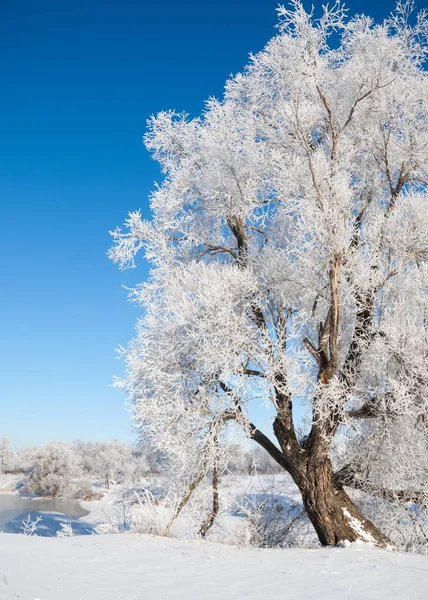 Inverno Marea Invernale Inverno Ibernazione Stagione Più Fredda Dell Anno — Foto Stock