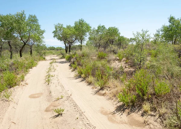 Steppensommer Turgai Tor Turgai Sparen Nationalpark Altyn Emel Kasachstan Den — Stockfoto