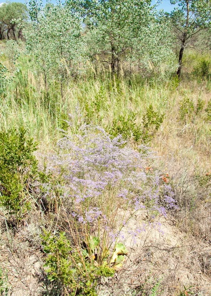 Estate Steppa Porta Turgai Turgai Salva Parco Nazionale Altyn Emel — Foto Stock