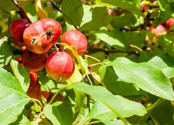 Yaban elması ve yaban elması. Malus, gülgiller (Rosaceae) familyasından bir elma ağacı cinsidir.