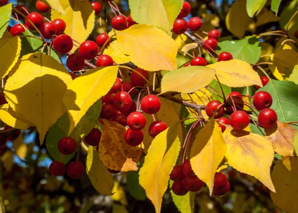 Caranguejo Maçã Selvagem Malus Género Botânico Pertencente Família Rosaceae — Fotografia de Stock