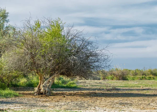 Summer Steppe Saline Soil Erosion Reed — Stock Photo, Image