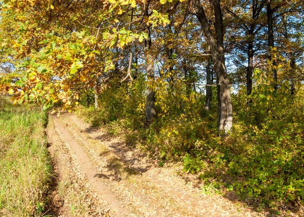 在秋天 橡树林中之路 — 图库照片