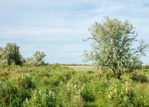 Zomer Steppe Zoethout Bloemen Silverberry Oleaster — Stockfoto