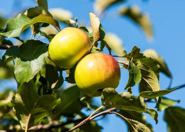 사과와 와일드 Malus Rosaceae 낙엽수 — 스톡 사진