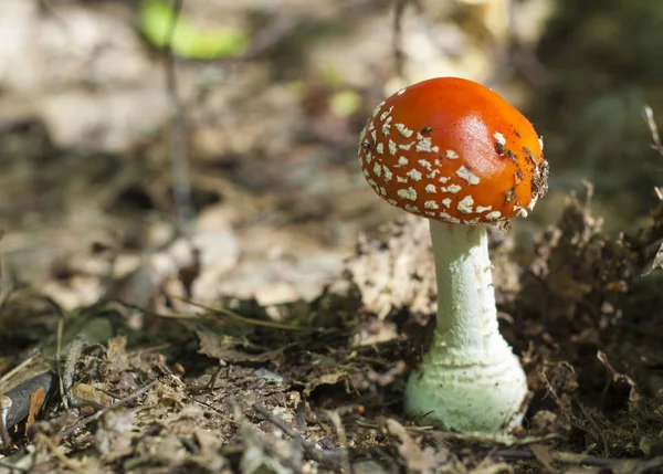 Amanita Mosca Agárica Cogumelo Venenoso Com Chapéu Vermelho Com Salpicado — Fotografia de Stock