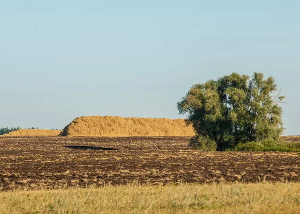 Summer Freshly Plowed Field Straw Stacks Poplars — Stock Photo, Image