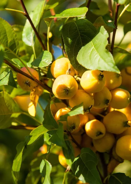 Crabapple Wild Apple Malus Est Genre Arbustes Famille Des Rosacées — Photo