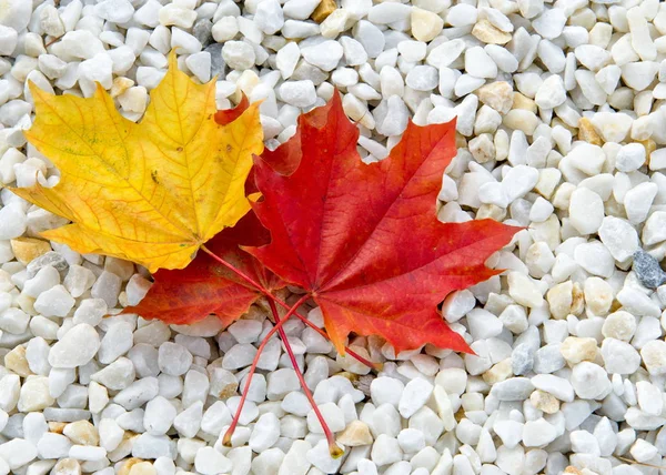 Textura Fondo Hojas Otoño Hojas Arce Rojo Amarillo Árbol Arbusto — Foto de Stock