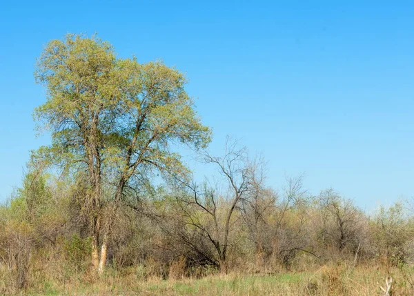 bozkır, çayır, veldt, veld. Bahar Orta Asya. Kazakistan. Turanga kavak. Euphrates kavak
