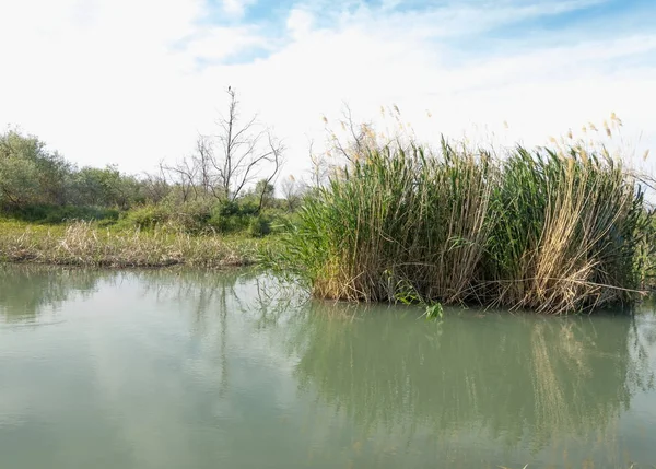 Bozkır nehir sazlık yaz. nehir görünümünde kez izlendi. küçük mavi nehir kıyısında güneşli bir gün