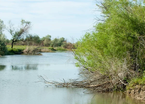 Bozkır nehir sazlık yaz. nehir görünümünde kez izlendi. küçük mavi nehir kıyısında güneşli bir gün