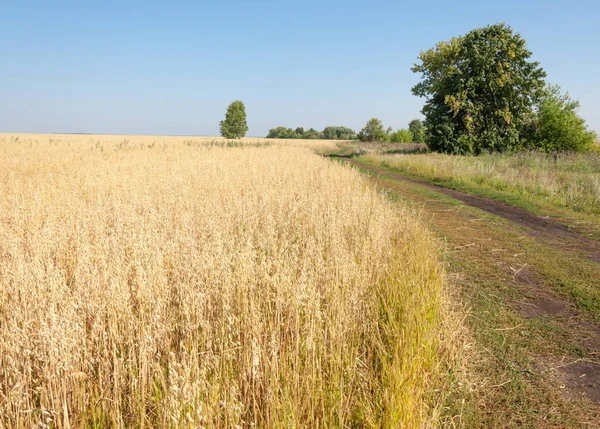onely ağacı. Tahıl alan. Tataristan Rusya