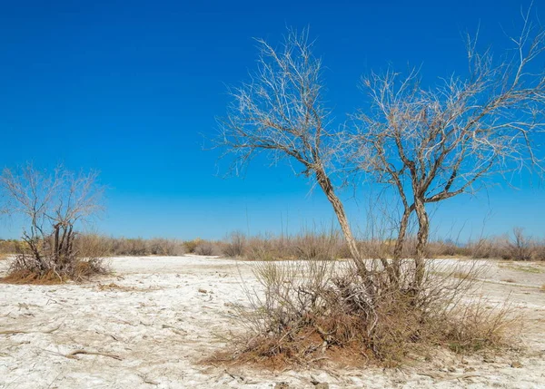 Saline Marais Salé Les Badlands Etosha Arbuste Unique Kazakhstan — Photo