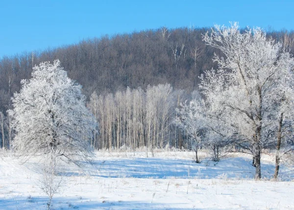 Vinter Vinter Tide Vintern Övervintra Han Kallaste Årstid — Stockfoto