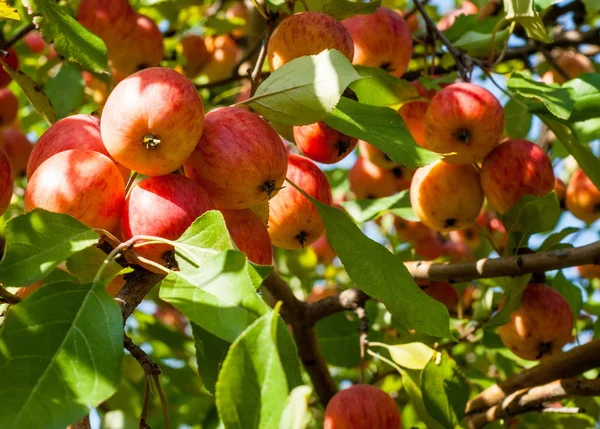 Μήλο Crabapple Και Άγρια Ittle Μήλα Κόκκινο Πράσινο Φως Διακόσμηση — Φωτογραφία Αρχείου