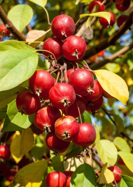 Crabapple ve Yabani elma. sağlığınla elma, kırmızı yeşil ışık, sokak Parklar dekorasyon