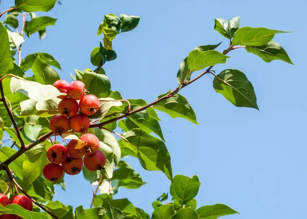 Crabapple ve Yabani elma. sağlığınla elma, kırmızı yeşil ışık, sokak Parklar dekorasyon