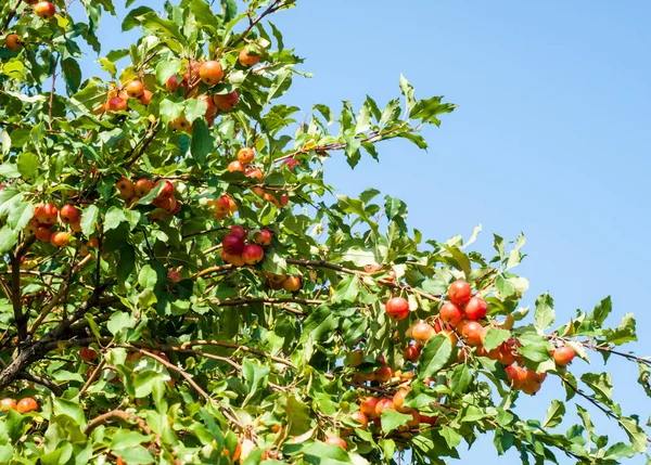 Crabapple ve Yabani elma. sağlığınla elma, kırmızı yeşil ışık, sokak Parklar dekorasyon