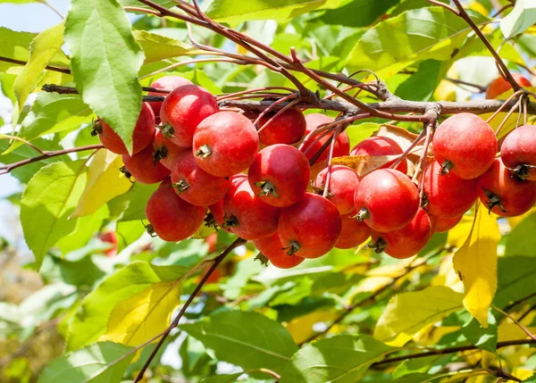 Crabapple Vad Alma Ittle Almát Piros Zöld Fény Utcai Parkok — Stock Fotó