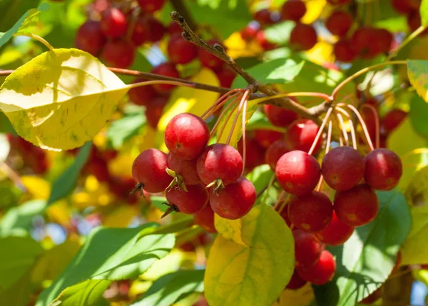 Cangrejo Manzana Silvestre Manzanas Pequeñas Luz Verde Roja Decoración Parques — Foto de Stock