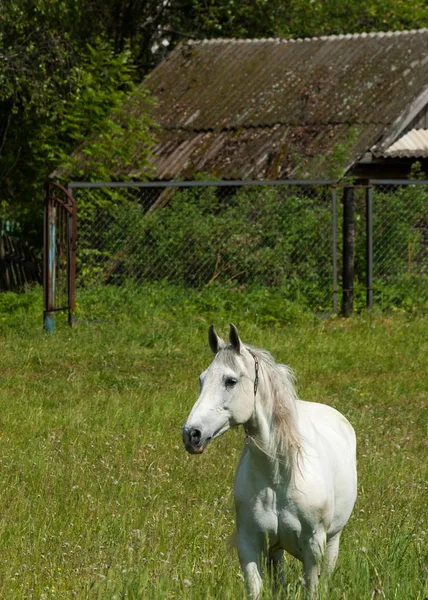 Paard Schaafwonden Een Groene Gazon — Stockfoto
