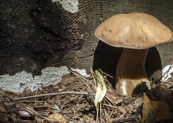 stock image Boletus edulis. California king bolete.  The fruit body has a large brown cap which on occasion can reach 35 cm (14 in) in diameter and 3 kg (6.6 lb)