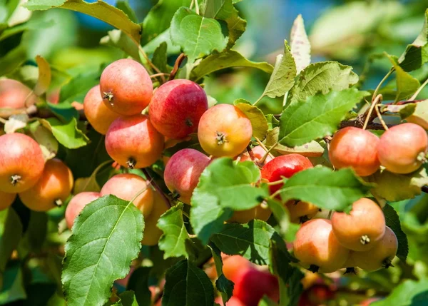 Μήλο Crabapple Και Άγρια Ittle Μήλα Κόκκινο Πράσινο Φως Διακόσμηση — Φωτογραφία Αρχείου