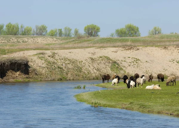 Goats grazing sheep near the river — Stock Photo, Image
