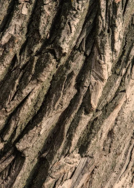 テクスチャ 木の樹皮 古いポプラ 木質植物の根 茎幹の部分に — ストック写真