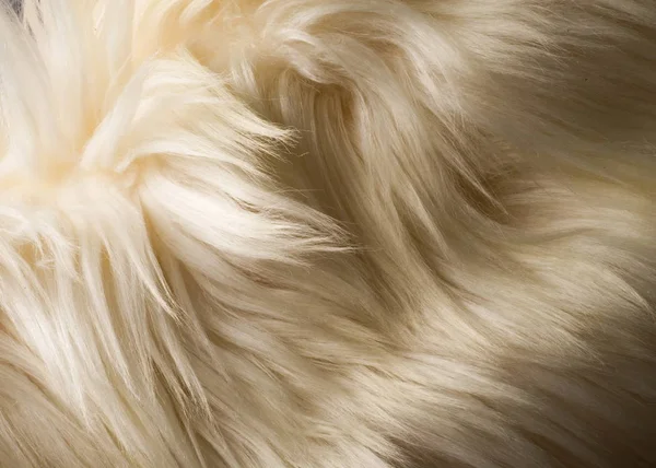 Textura, fundo. Fur yak casaco branco fêmea. a sensação, aparecem — Fotografia de Stock