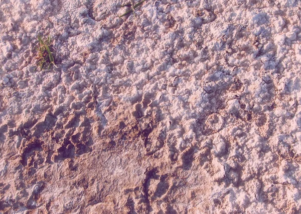 Het Patroon Van Het Zout Van Aarde Droogte Felle Zon — Stockfoto