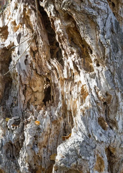 Texture Background Old Tree Rain Wind Time Tree Trunk Old — Stock Photo, Image