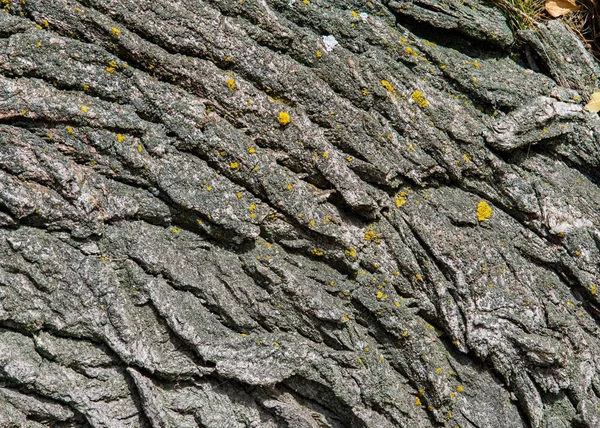 Exture Sfondo Corteccia Albero Vecchio Pioppo Esterno Legno Tronchi Fusti — Foto Stock