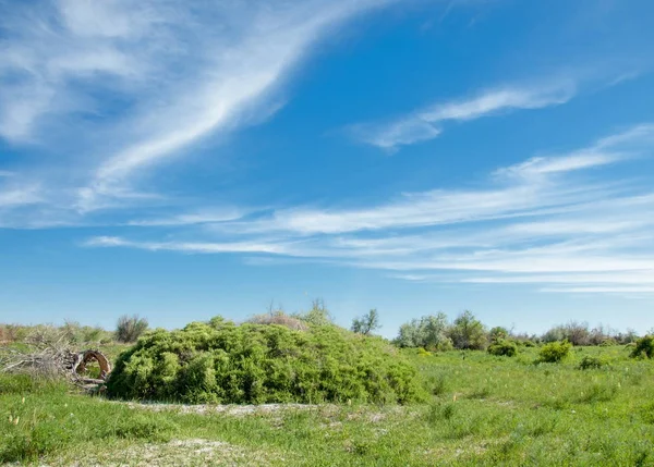 Bozkır, çayır, veldt, veld, taşkın. Kazakistan bozkırlarında güzel doğada