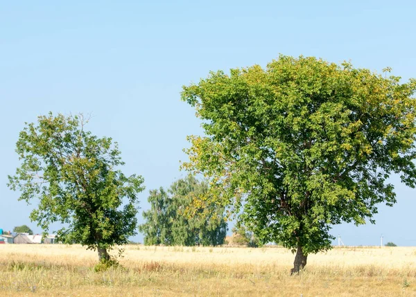 Árvore Campo Cereais Tartaristão Rússia — Fotografia de Stock