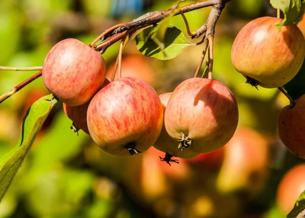 크랩 사과와 와일드 사과. 말 루스 (Malus) 는로 사과 (Rosaceae) 에 있는 작은 낙엽수 또는 관목 종에 대한 속 (屬) 이다 — 스톡 사진