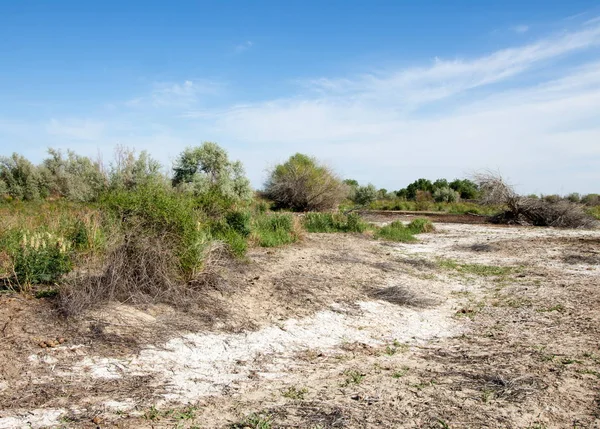 Steppe Sols Salins Sel Salin Dans Sel Steppe Prairie Veldt — Photo