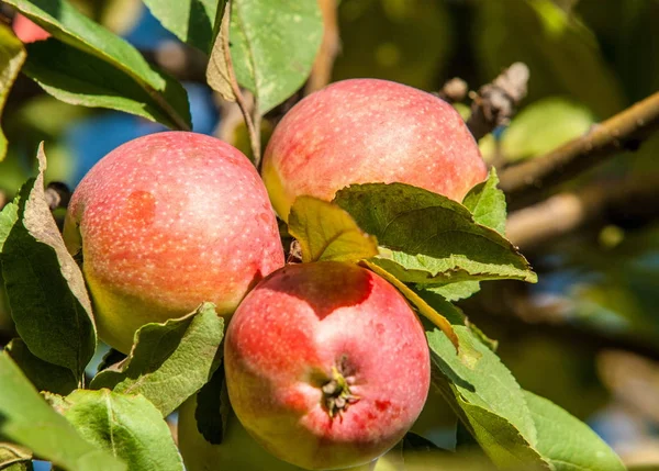 크랩 사과와 와일드 사과. 말 루스 (Malus) 는로 사과 (Rosaceae) 에 있는 작은 낙엽수 또는 관목 종에 대한 속 (屬) 이다 — 스톡 사진