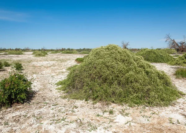 Stäppen Saltlösning Jordar Saltlösning Salt Salt Stäppen Prairie Veldt Veld — Stockfoto